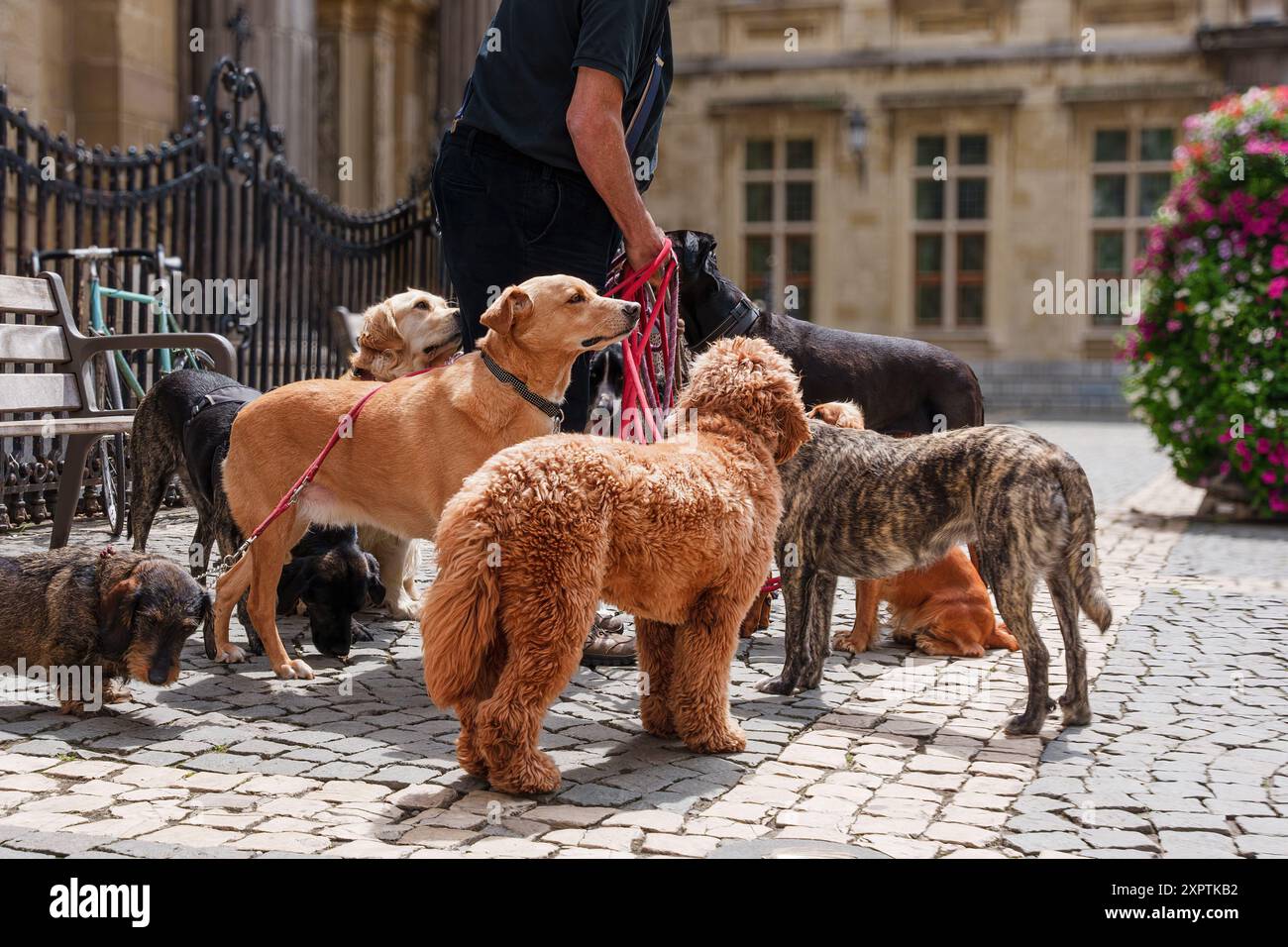 Un cane camminatore si trova in una zona urbana con diversi guinzagli e diverse razze di cani Foto Stock