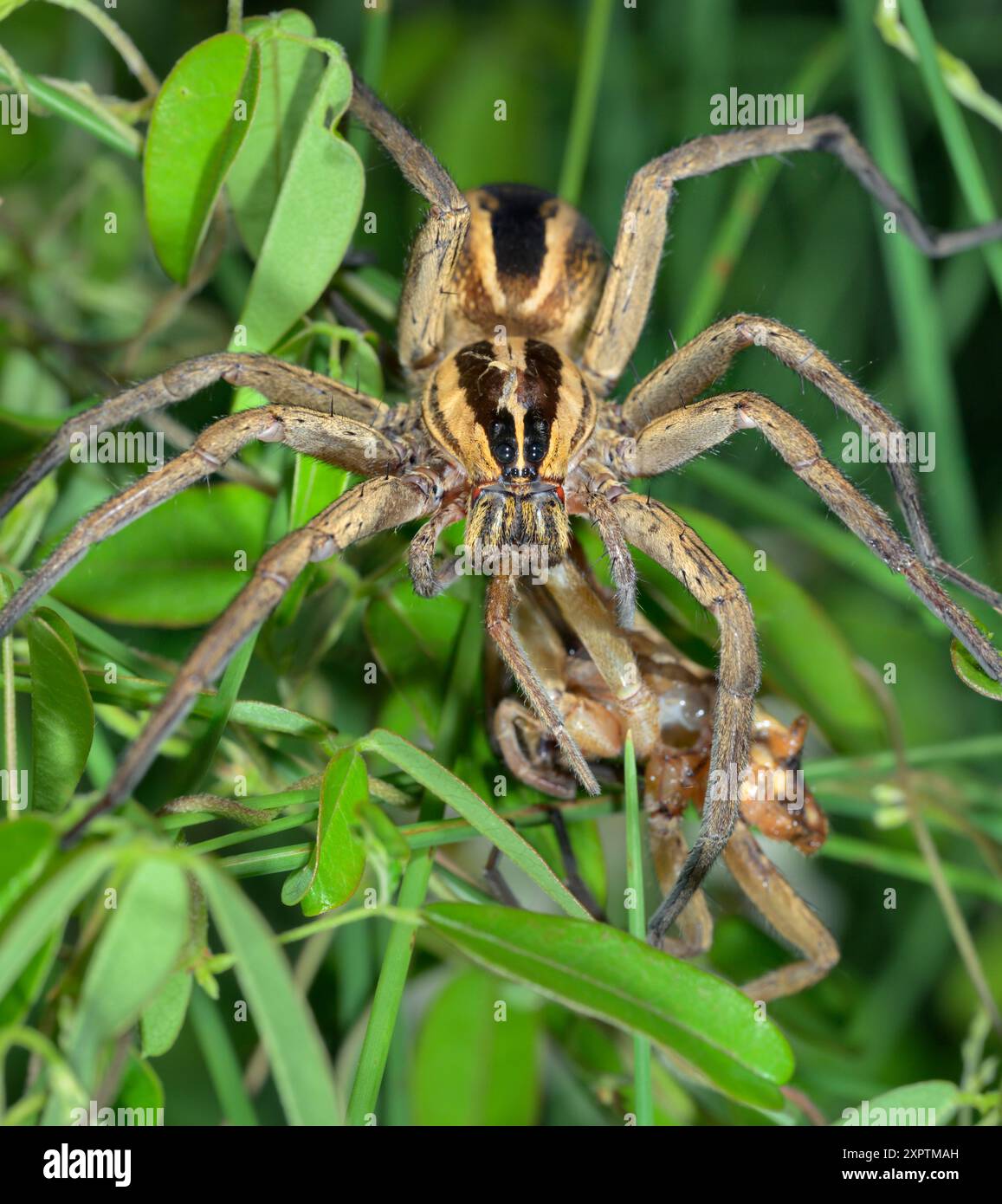 Ragno lupo rabbioso (Rabidosa rabida) femmina cannibalizzante un altro ragno simile, probabilmente un maschio dopo l'accoppiamento, Galveston, Texas, USA. Foto Stock