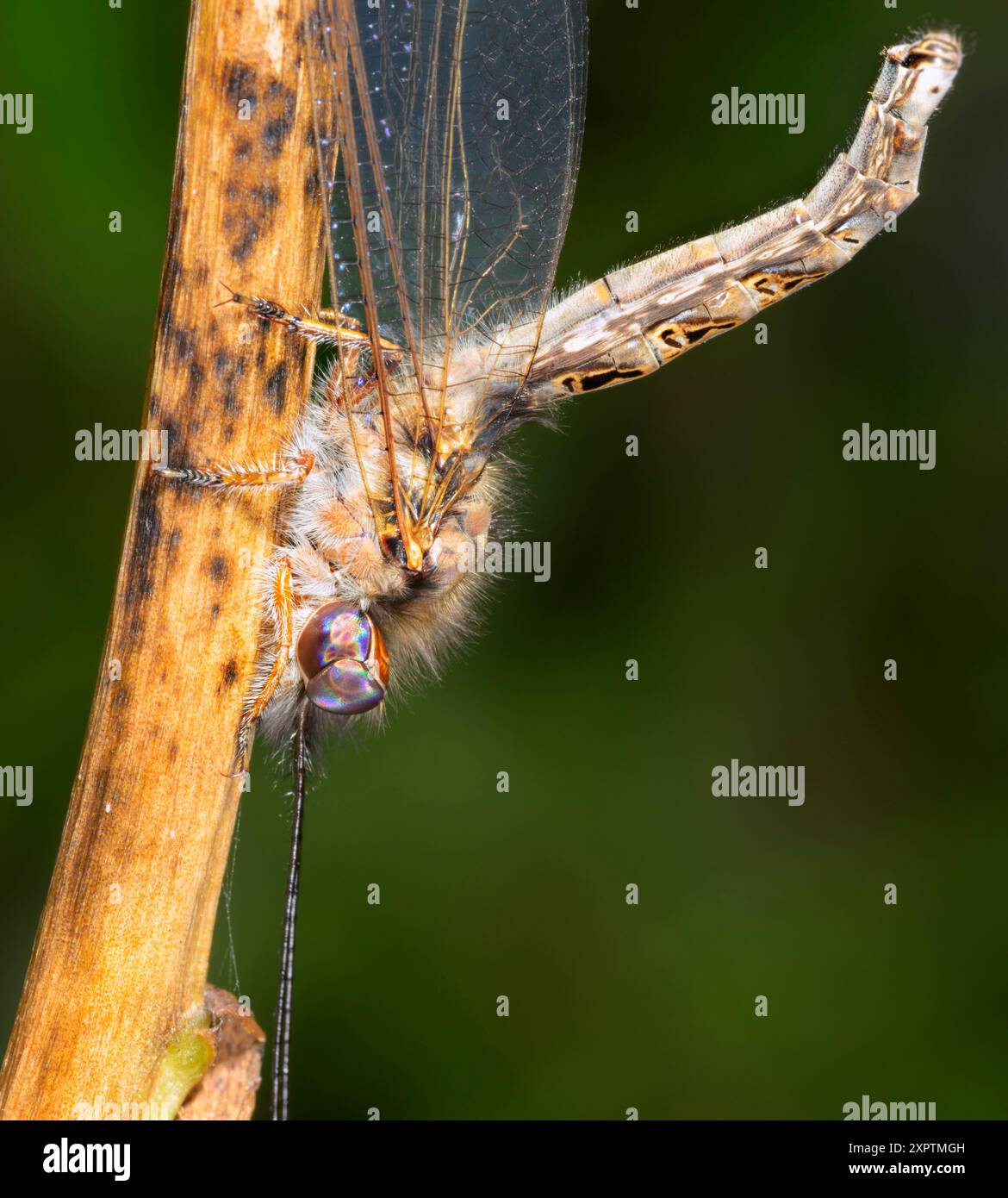 Gufo di Macleay (Ululodes macleayanus) nella sua tipica posa a riposo, un frammento di primo piano che mostra l'insolita struttura degli occhi; Galveston, Texas, USA. Foto Stock