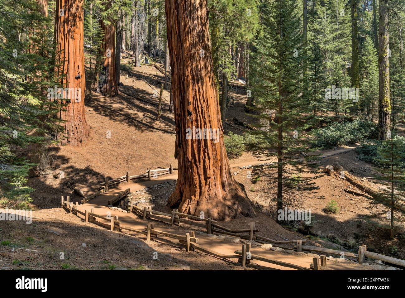 Sequoia Trail - Un percorso escursionistico ben mantenuto che si snoda nella foresta gigante sequoia boschetto di sequoia e Kings Canyon National Park, California, Stati Uniti. Foto Stock