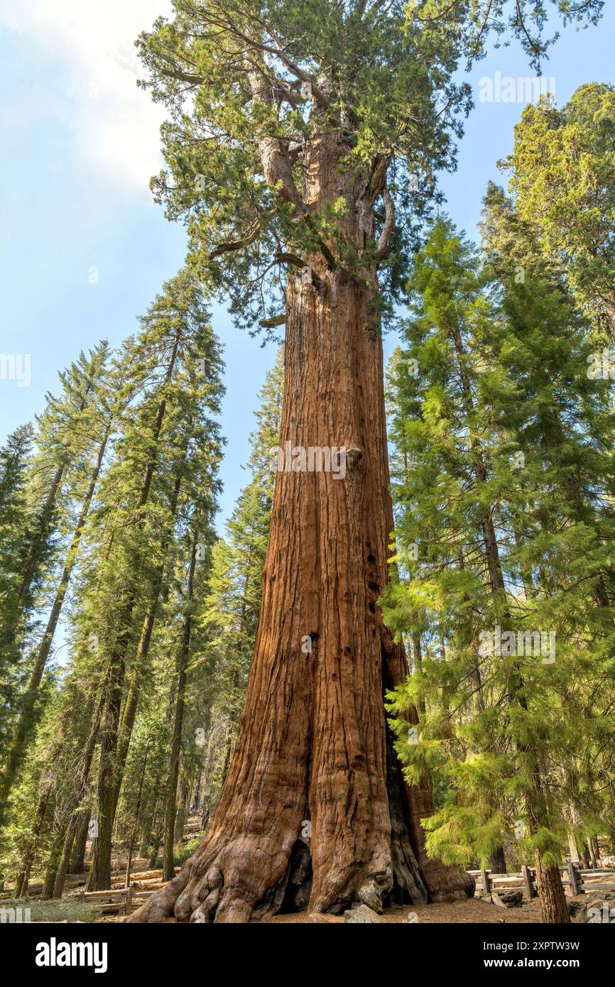 General Sherman Tree - Vista grandangolare e ad angolo basso dell'albero General Sherman, l'albero più grande del mondo misurato in volume, il Sequoia National Park. Foto Stock