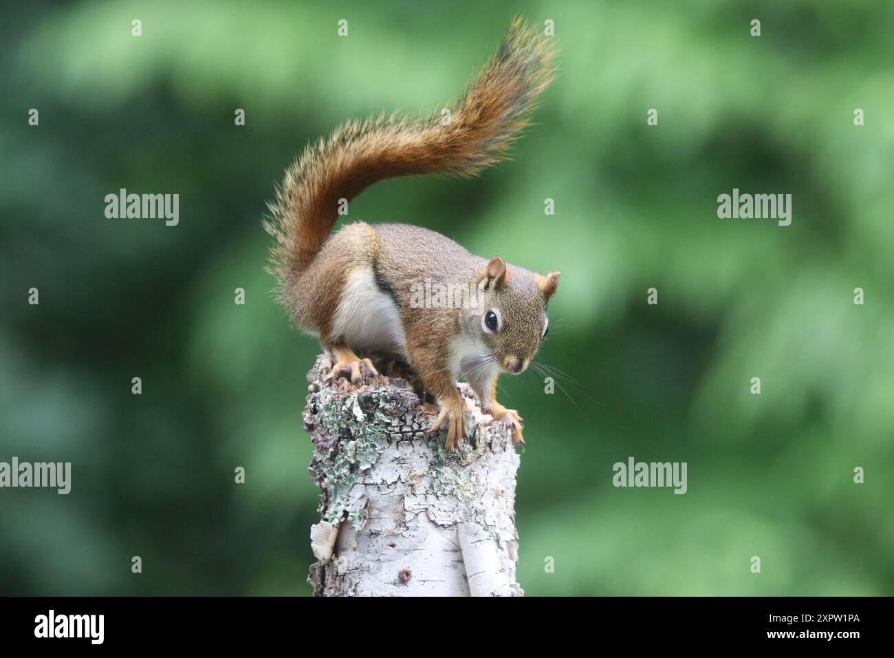 Lo scoiattolo rosso americano Tamiasciurus hudsonicus si equilibra su un tronco di betulla in estate Foto Stock