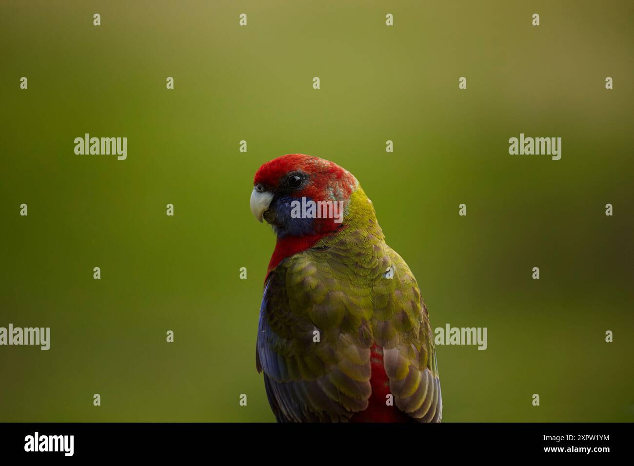 Crimson Rosella (Platycercus elegans), Armidale, NSW, Australia Foto Stock