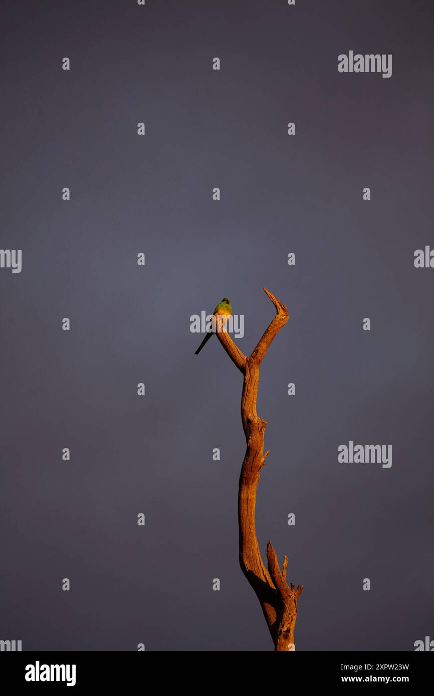 Tarda luce sul pappagallo rosso (Psephotus haematonotus), Blanchewater, Strzeleki Track, Australia meridionale Foto Stock
