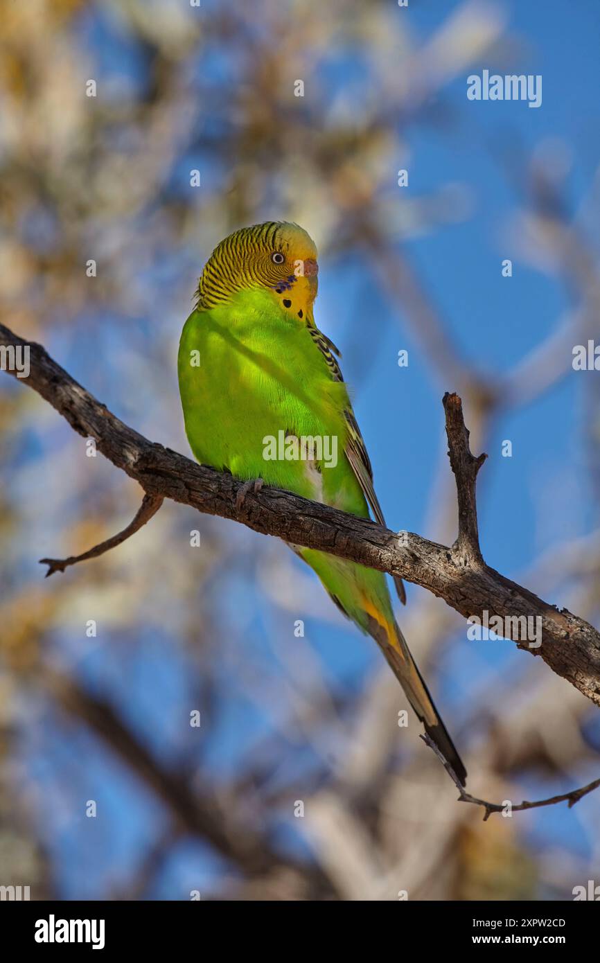 Budgerigar (Melopsittacus undulatus), deserto di Simpson, Queensland, Australia Foto Stock