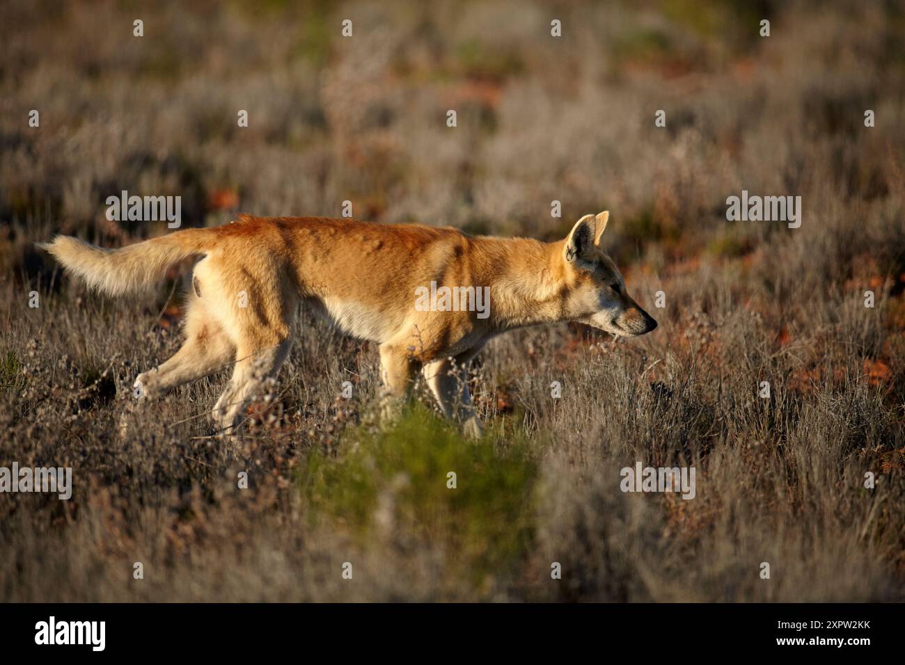 Dingo (Canis lupus dingo), linea francese, deserto Simpson, Australia meridionale, Australia Foto Stock