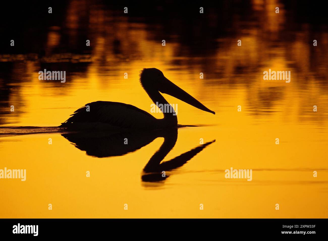 Pellicano australiano (Pelecanus conspicillatus) al tramonto, lago Houdraman, Quilpie, Outback Queensland, Australia Foto Stock