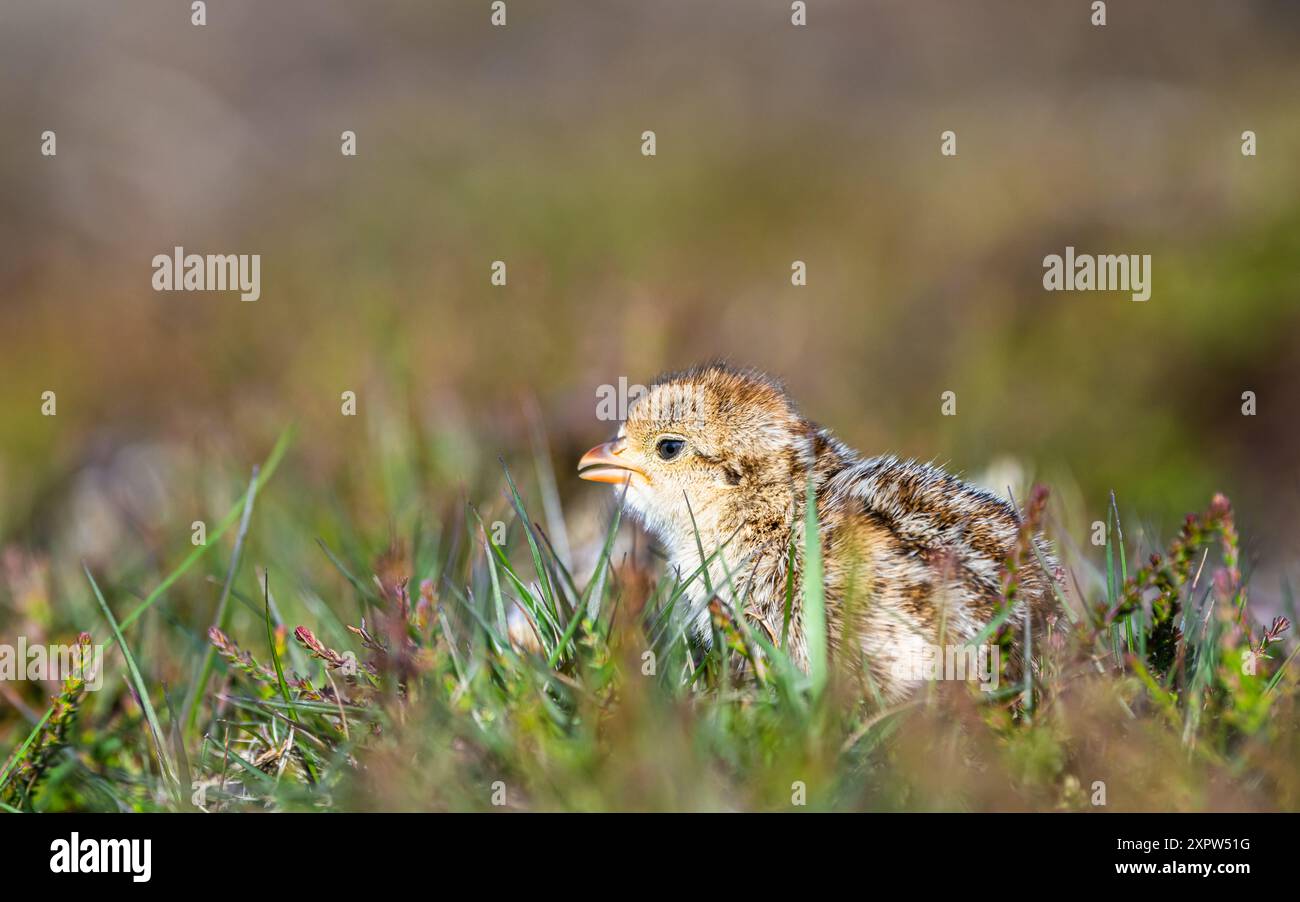 Chick of Red-Legged Partridge, Alectoris rufa, North York Moors National Park, Yorkshire, Inghilterra Foto Stock