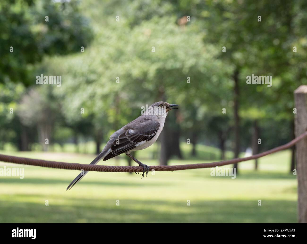 Un uccello nordico adulto vocalizzante appollaiato su una pesante barriera di corda intrecciata a Hermann Park a Houston, Texas. Fotografato all'altezza degli occhi Foto Stock
