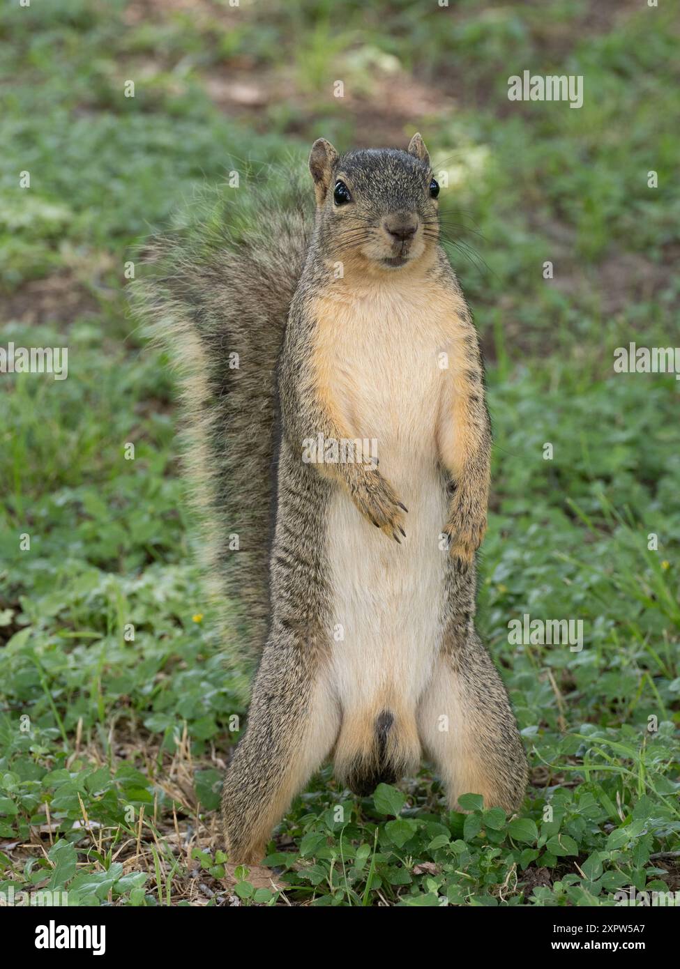 Un uomo adulto curioso e audace, Eastern Gray Squirrel, in piedi sulle zampe posteriori mentre guarda la fotocamera. Fotografato con una profondità di campo bassa Foto Stock