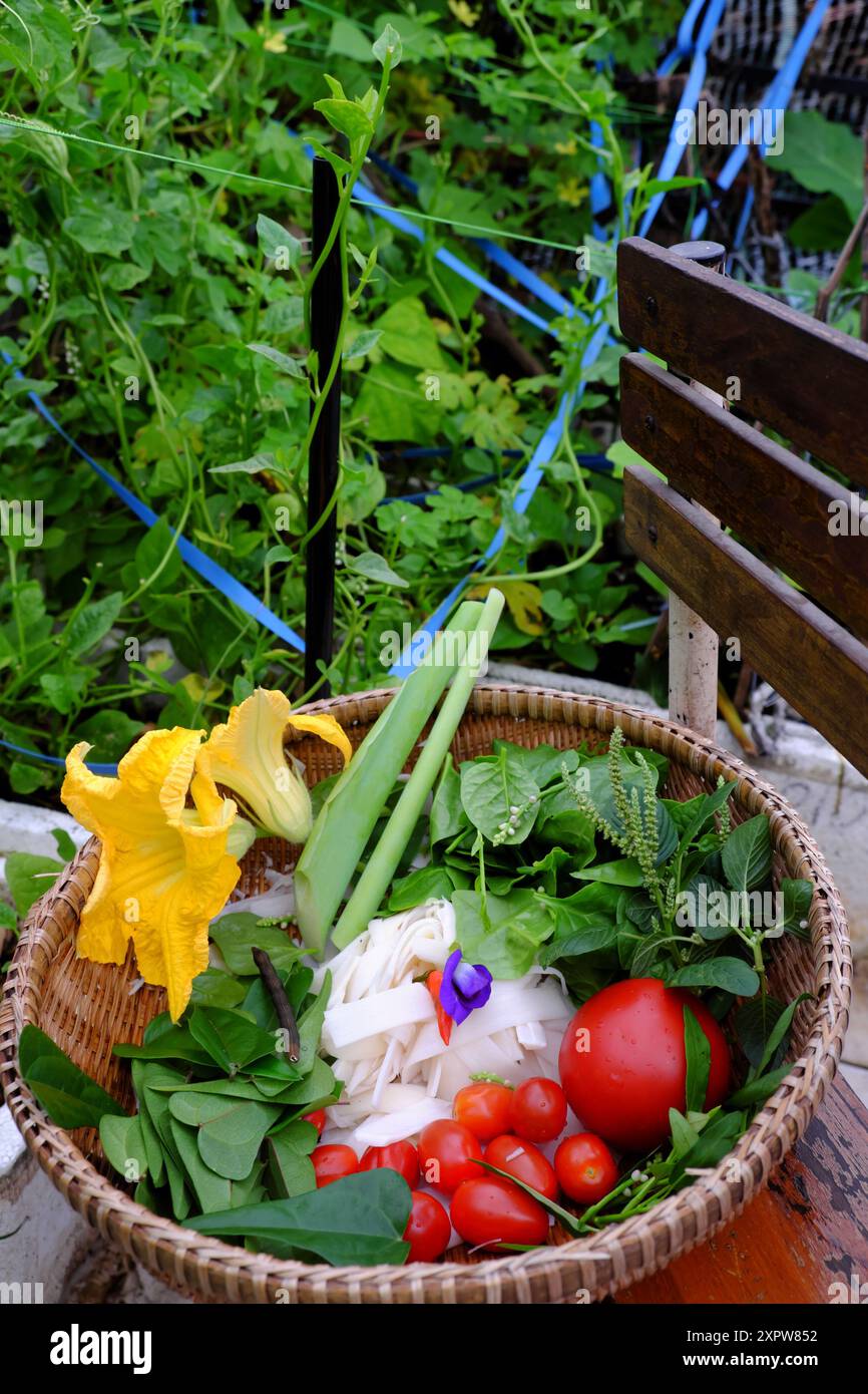 un cesto di vimini ripieno di verdure fresche ed erbe aromatiche, tra cui spinaci, basilico, pomodori maturi, pomodori ciliegini, fiore di zucca gialla, freschezza, ab Foto Stock