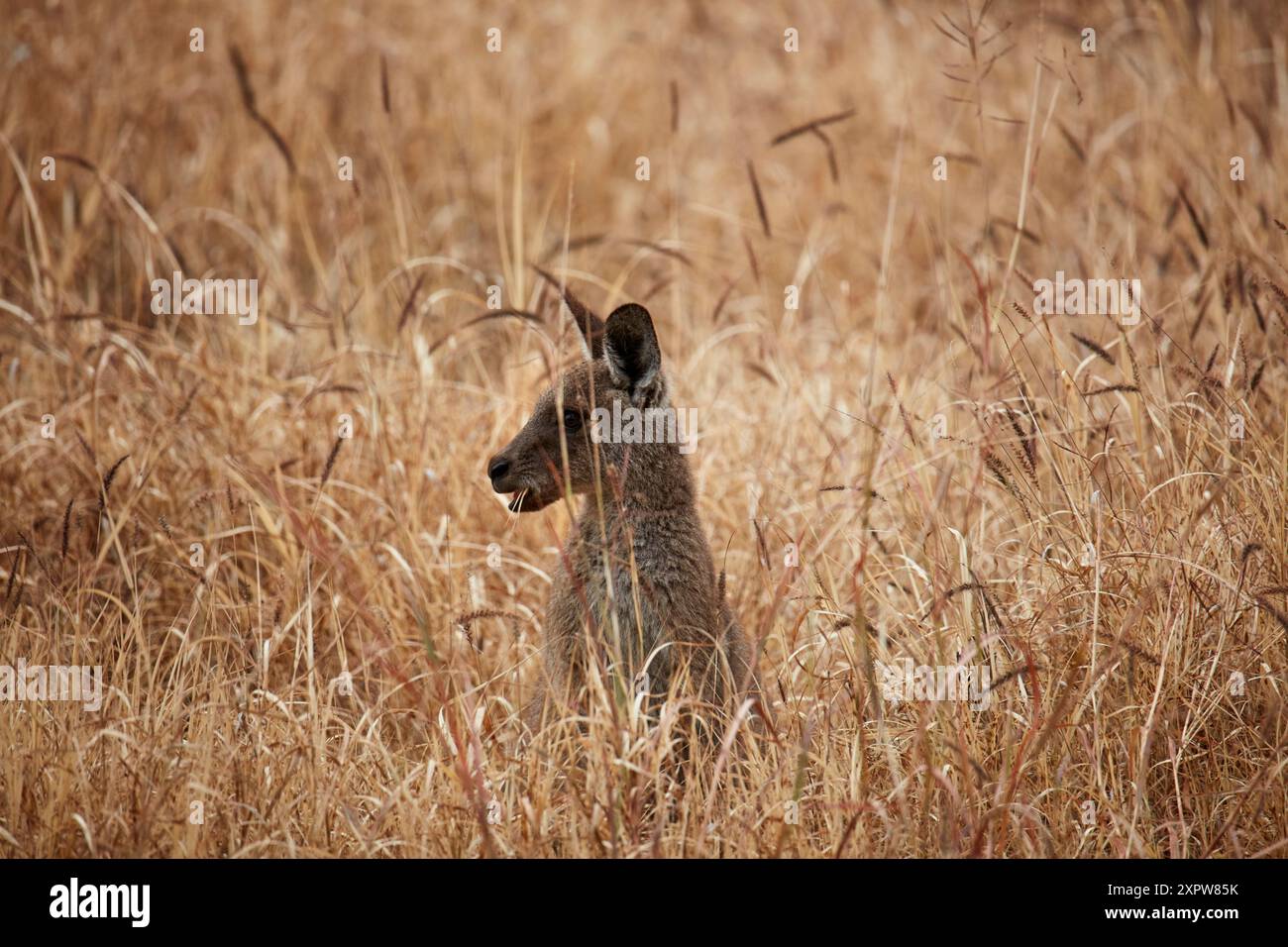 Canguro grigio (Macropus giganteus), Mitchell, Queensland, Australia Foto Stock