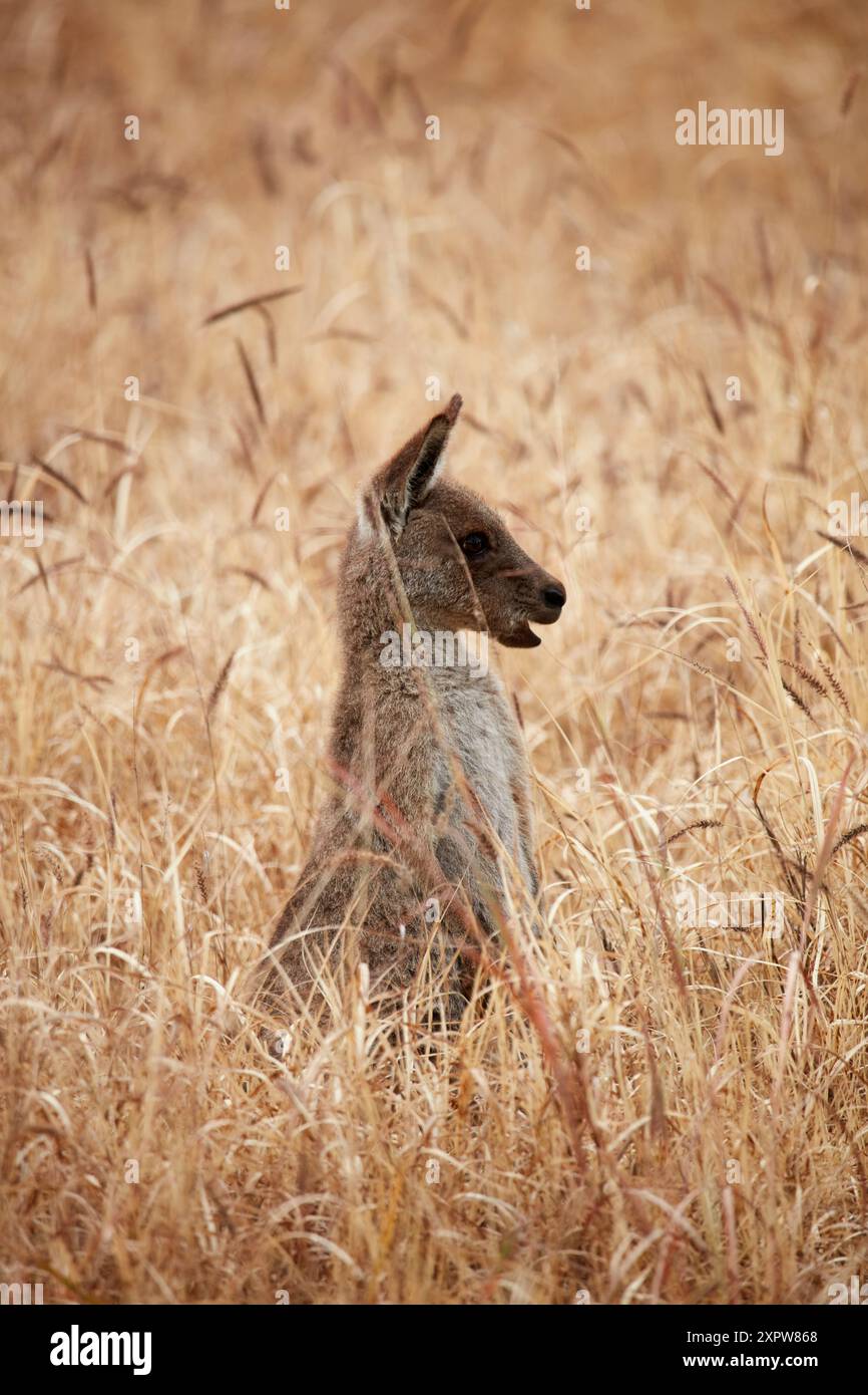 Canguro grigio (Macropus giganteus), Mitchell, Queensland, Australia Foto Stock