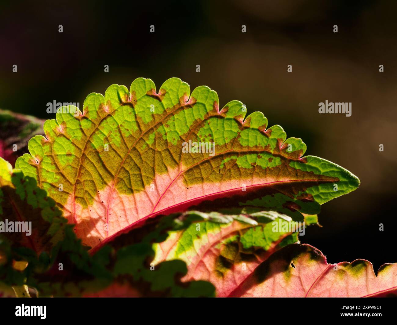 Primo piano retroilluminato di foglie di Coleus, giardini botanici di Meadowlark, Virginia Foto Stock
