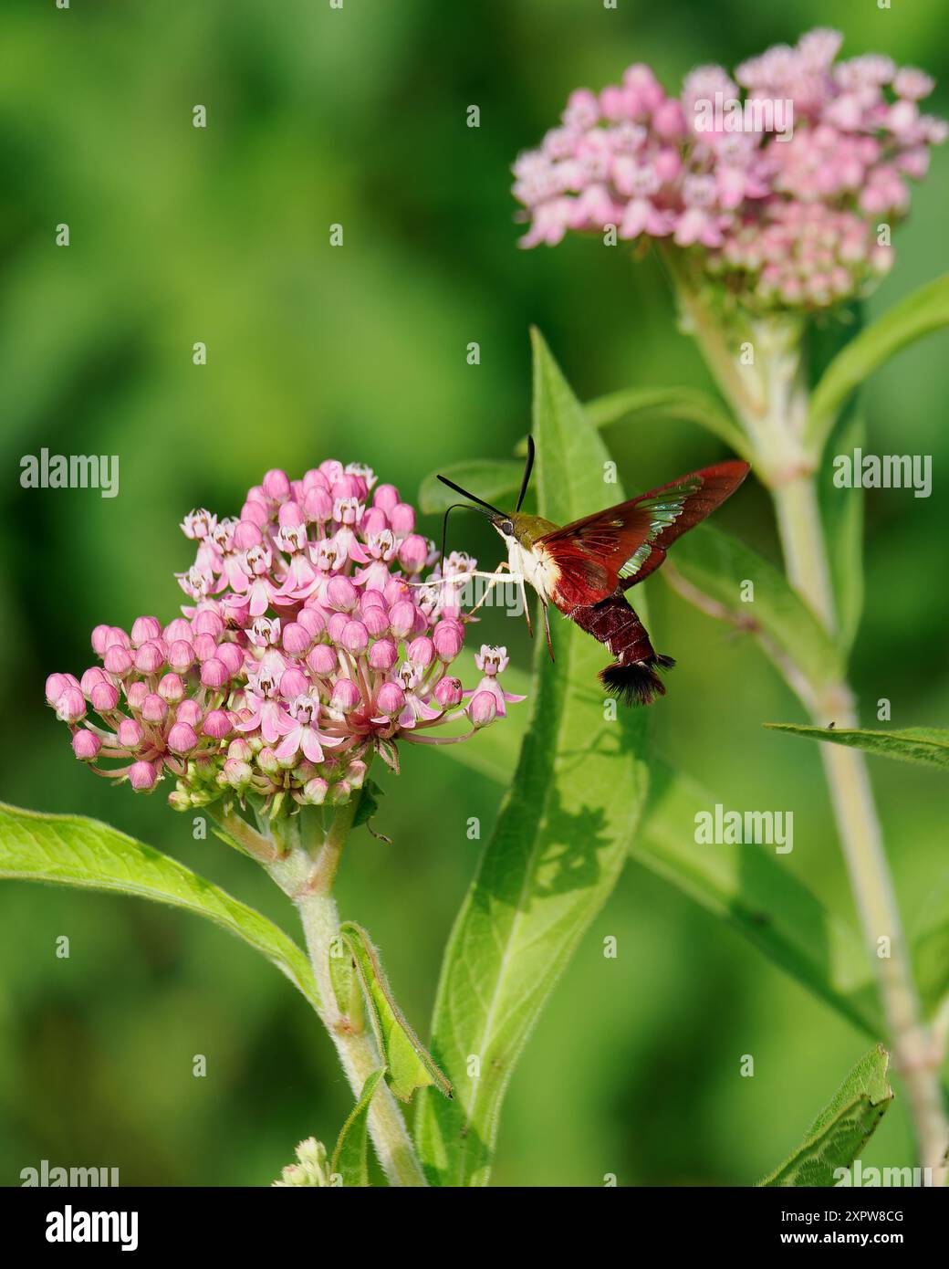 Hummingbird Clearwing (Hemaris thysbe) a Swamp Milkweed, Huntley Meadows, Virginia Foto Stock