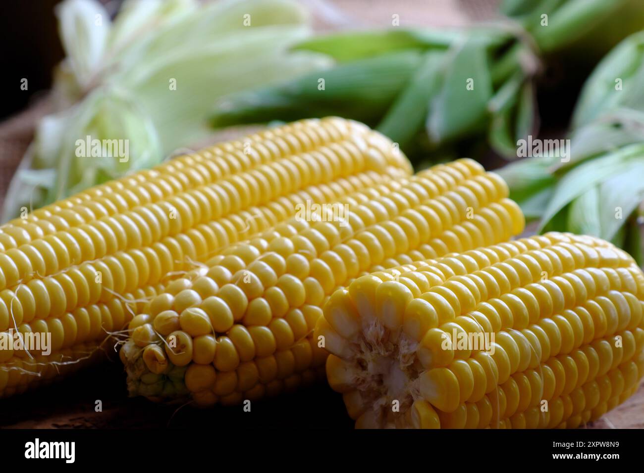 il mais fresco sulla pannocchia avvolto in bucce verdi viene raccolto dall'agricoltura biologica, dall'azienda agricola alla tavola, il mais è cibo che nutrisce e fa bene agli occhi Foto Stock