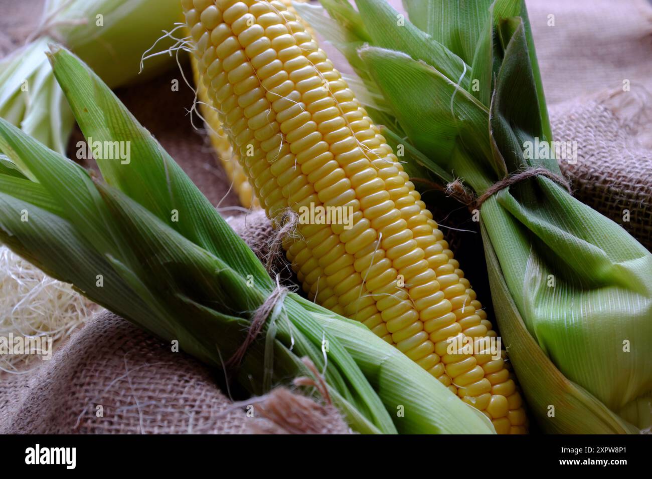 il mais fresco sulla pannocchia avvolto in bucce verdi viene raccolto dall'agricoltura biologica, dall'azienda agricola alla tavola, il mais è cibo che nutrisce e fa bene agli occhi Foto Stock