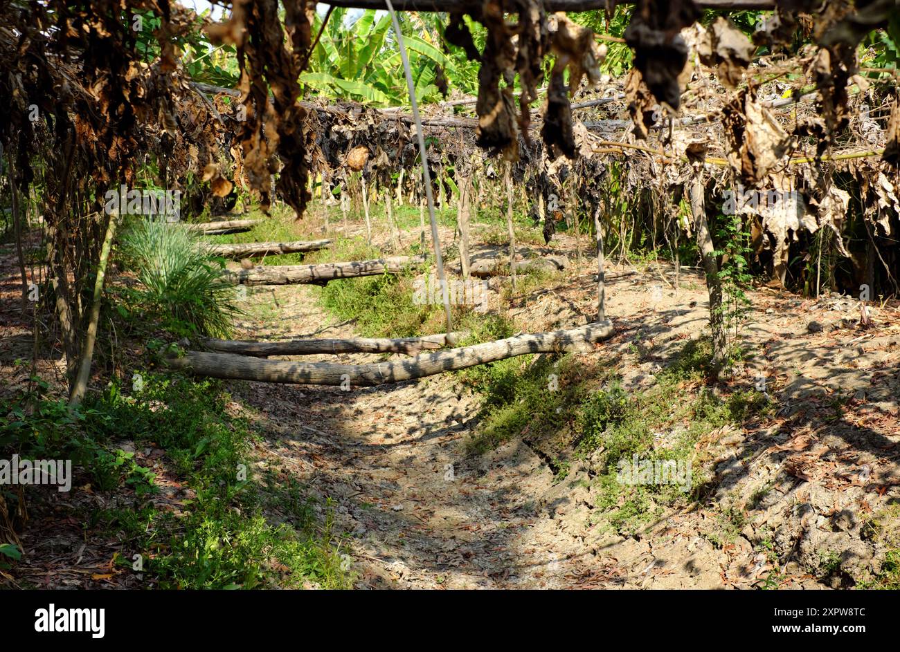 Un giardino con laghetto diventa arido durante la stagione secca prolungata, gli effetti dei cambiamenti climatici sull'agricoltura, la scarsità d'acqua è una sfida agricola Foto Stock