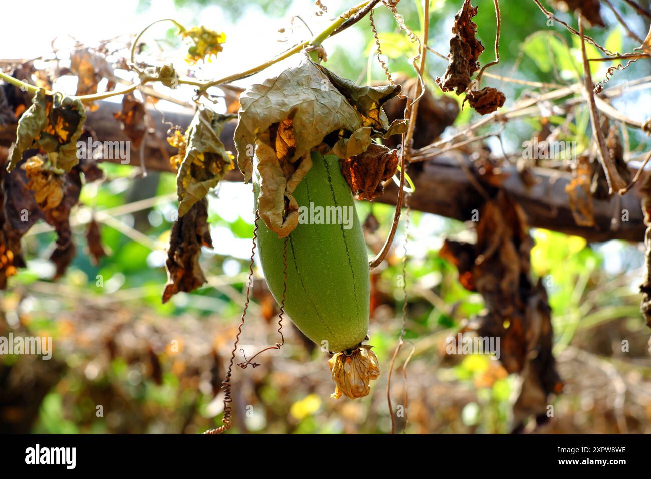 Un giardino con laghetto diventa arido durante la stagione secca prolungata, gli effetti dei cambiamenti climatici sull'agricoltura, la scarsità d'acqua è una sfida agricola Foto Stock
