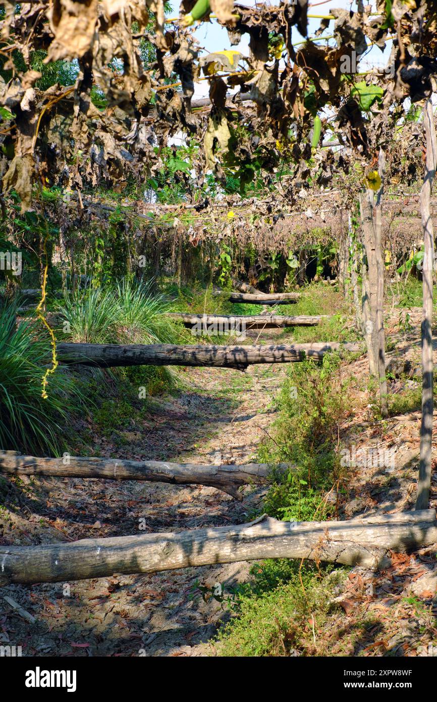 Un giardino con laghetto diventa arido durante la stagione secca prolungata, gli effetti dei cambiamenti climatici sull'agricoltura, la scarsità d'acqua è una sfida agricola Foto Stock