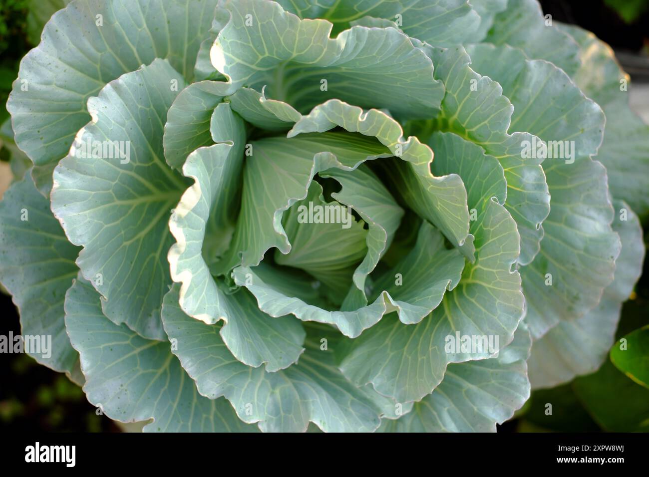 Primo piano di una testa di cavolo verde, verdure crude dal giardino sul tetto Foto Stock