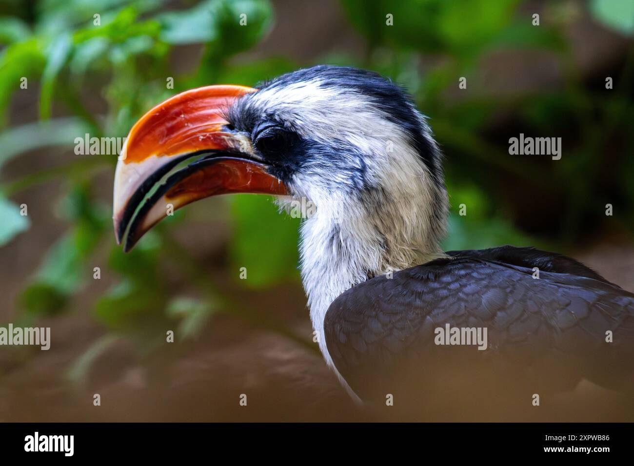 Il falò di von der Decken, Tockus deckeni Foto Stock