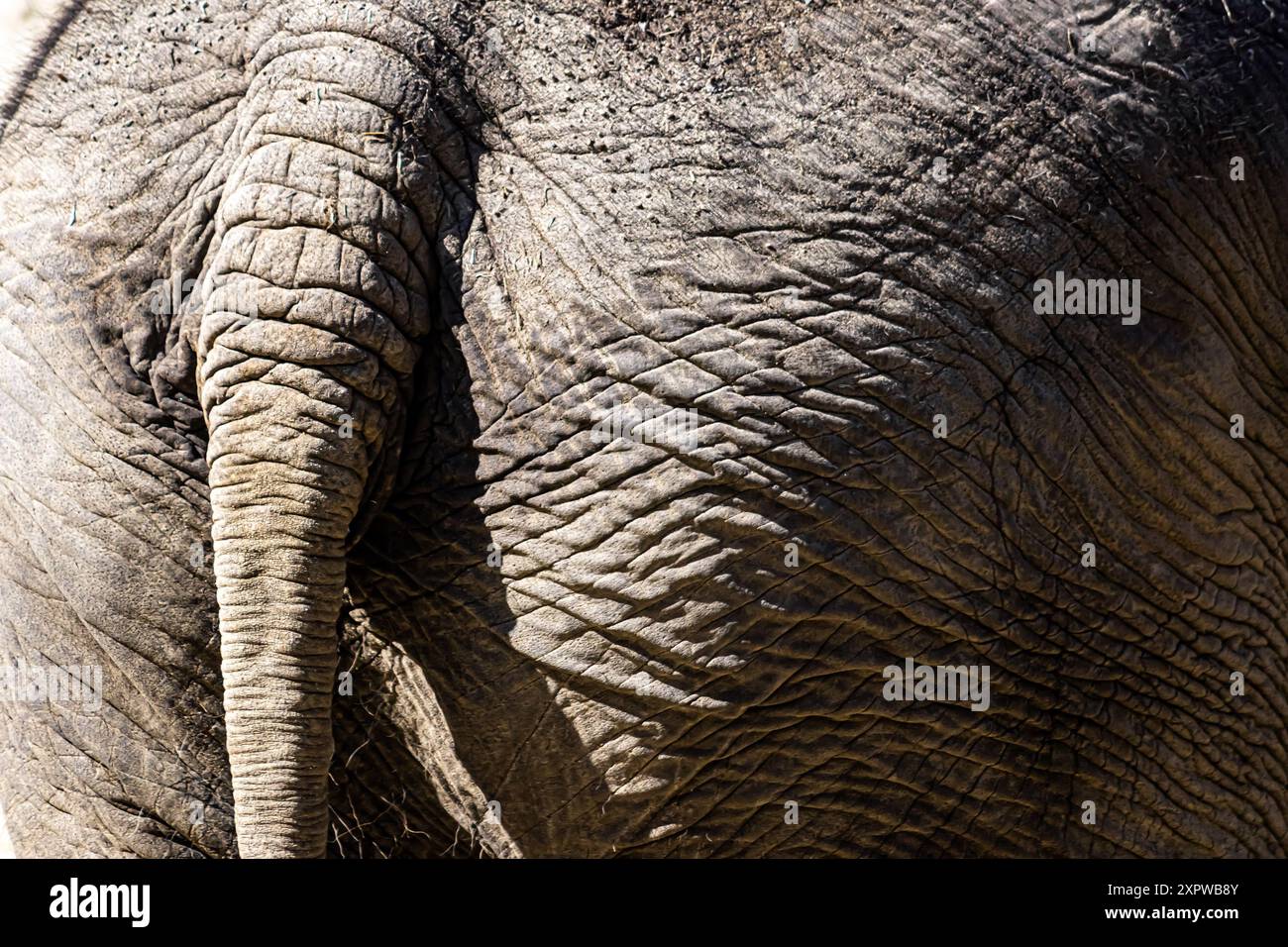 Coda e fossa di un elefante asiatico, Elephas maximus Foto Stock