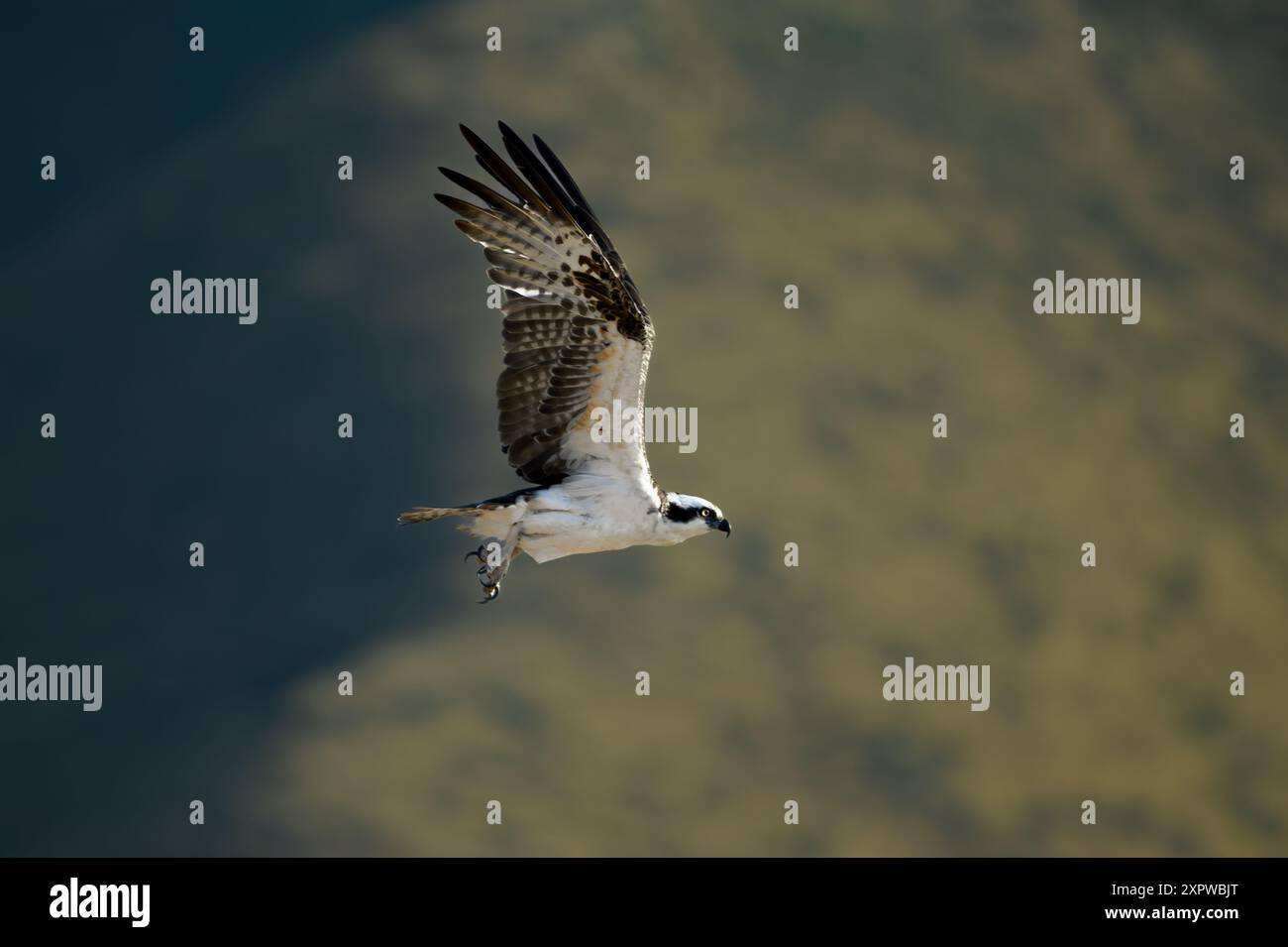 Osprey, Pandion Haliaetus, foto di profilo di Bird in Flight Foto Stock