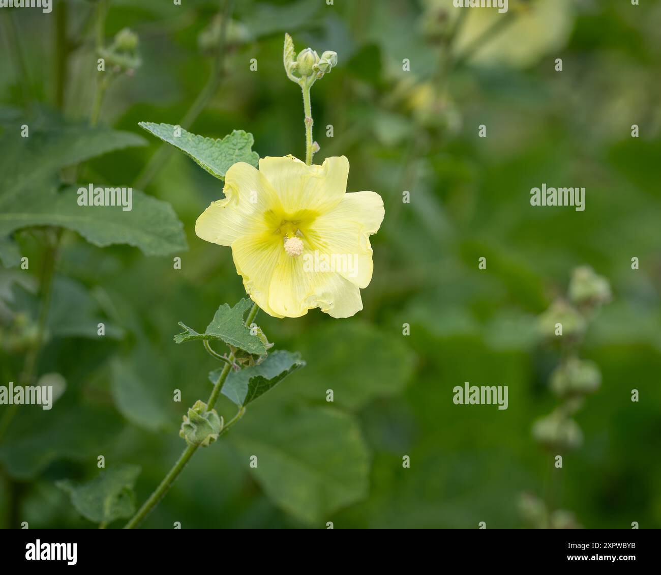 Fiori di hollyhock gialli (Alcea rugosa). Fiori di giallo pallido e capsule di semi di Hollyhock in fiore. Nomi comuni Rugose H., Hairy H., Russian H.. Foto Stock