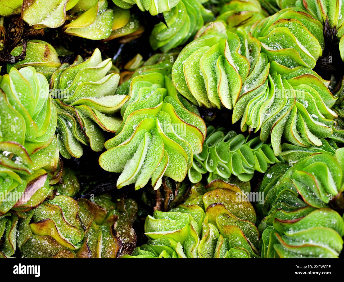 Macro verde Gigante Salvinia molesta, piante d'acqua infestante, felce acquatica, con una messa a fuoco selettiva morbida e un concetto sfocato per lo sfondo Foto Stock