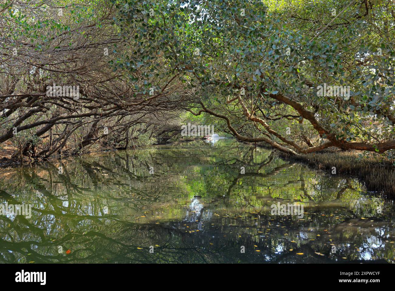 Sicao Green Tunnel, baldacchino di mangrovie a Dazhong Rd, Annan District, Tainan, Taiwan Foto Stock