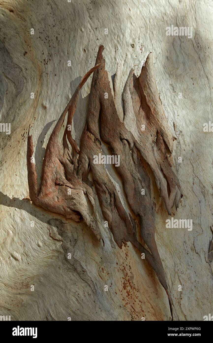 Corteccia sulle gomme, Bollon, St George Region, Queensland, Outback Queensland, Australia Foto Stock