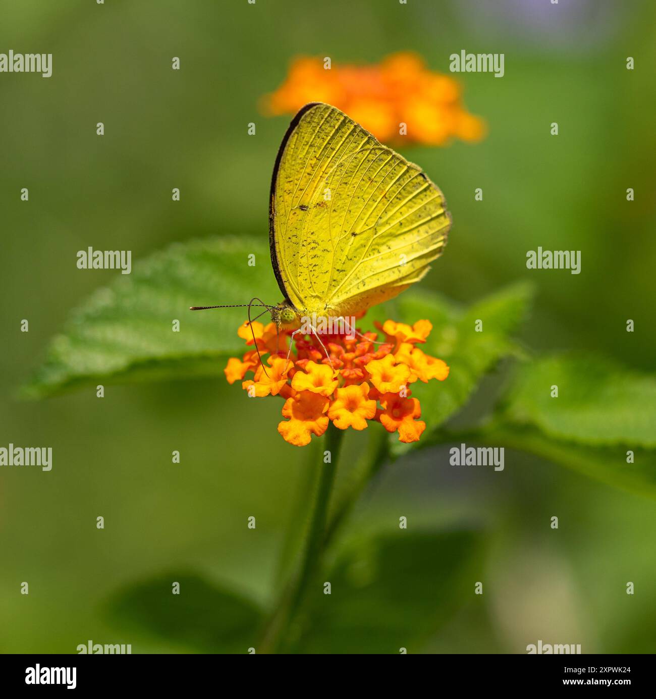 Giallo erba comune Foto Stock