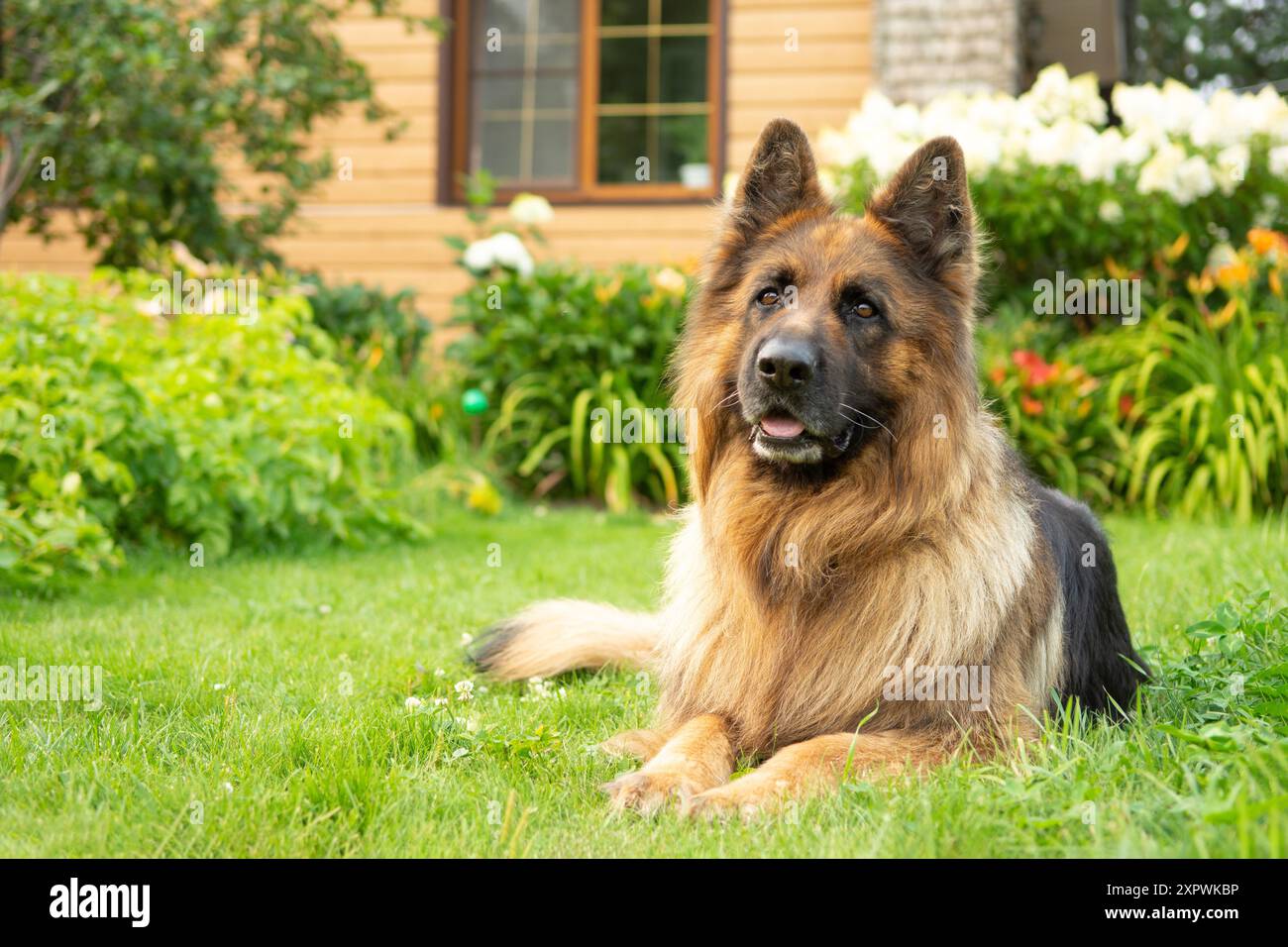 Felice cane pastore tedesco con capelli lunghi disteso su erba verde di fronte a una casa. Naso nero, occhi marroni, circondati da fiori. Sfondo sfocato. IO Foto Stock