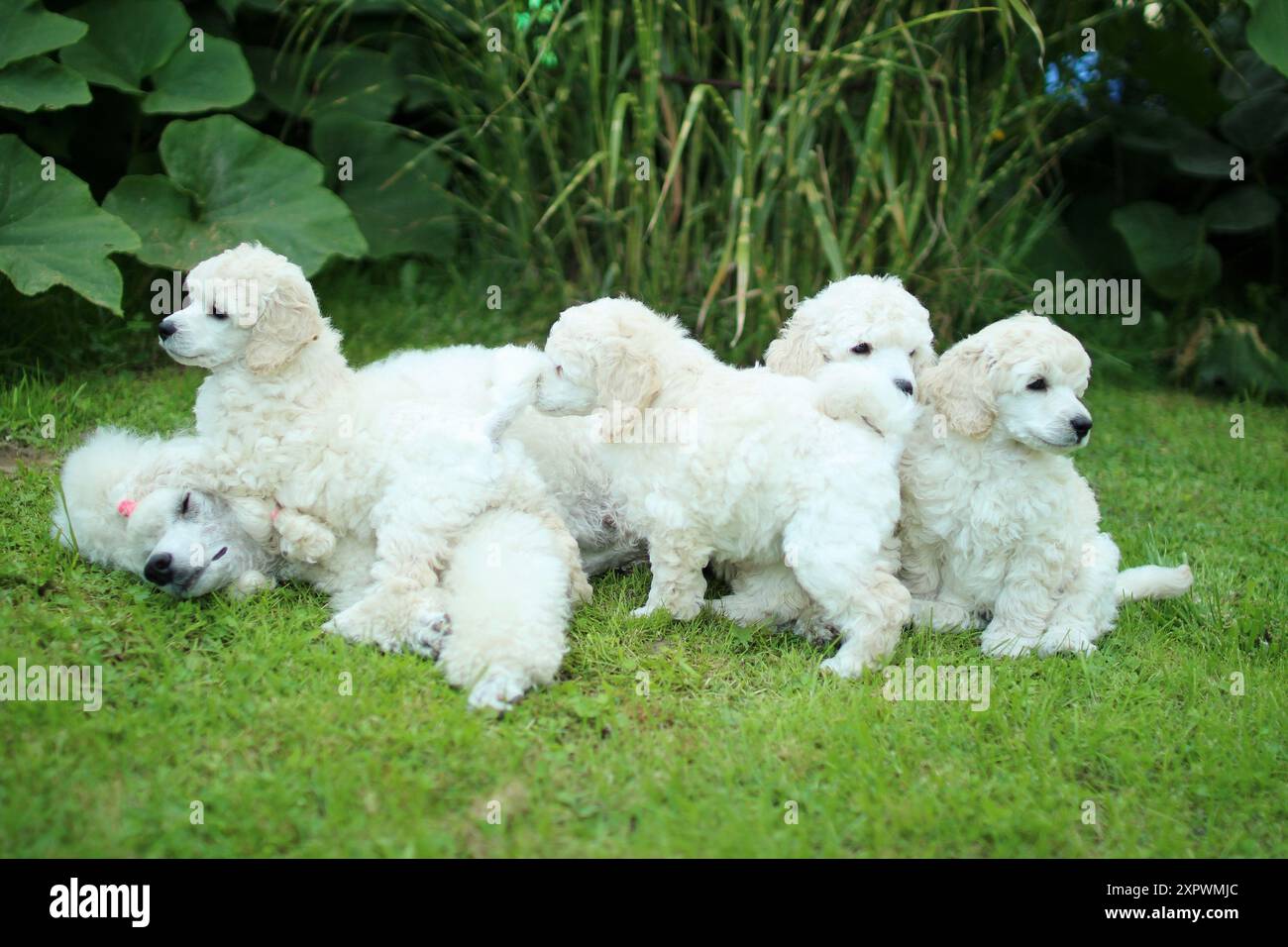 La famiglia di barboncini bianchi si coccola nel giardino. I cuccioli hanno un mese Foto Stock
