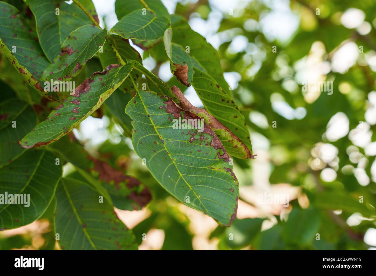 Foglie problematiche malate di un albero di noce da vicino all'aperto Foto Stock