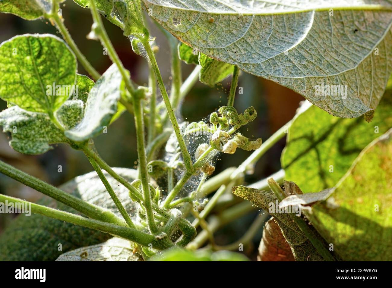 Acaro ragno (Tetranychus orticae) sulle arrampicate di fagioli verdi: Foto ravvicinata di ramoscelli con parassiti, ricoperti di tessuto e foglie morenti. Foto Stock