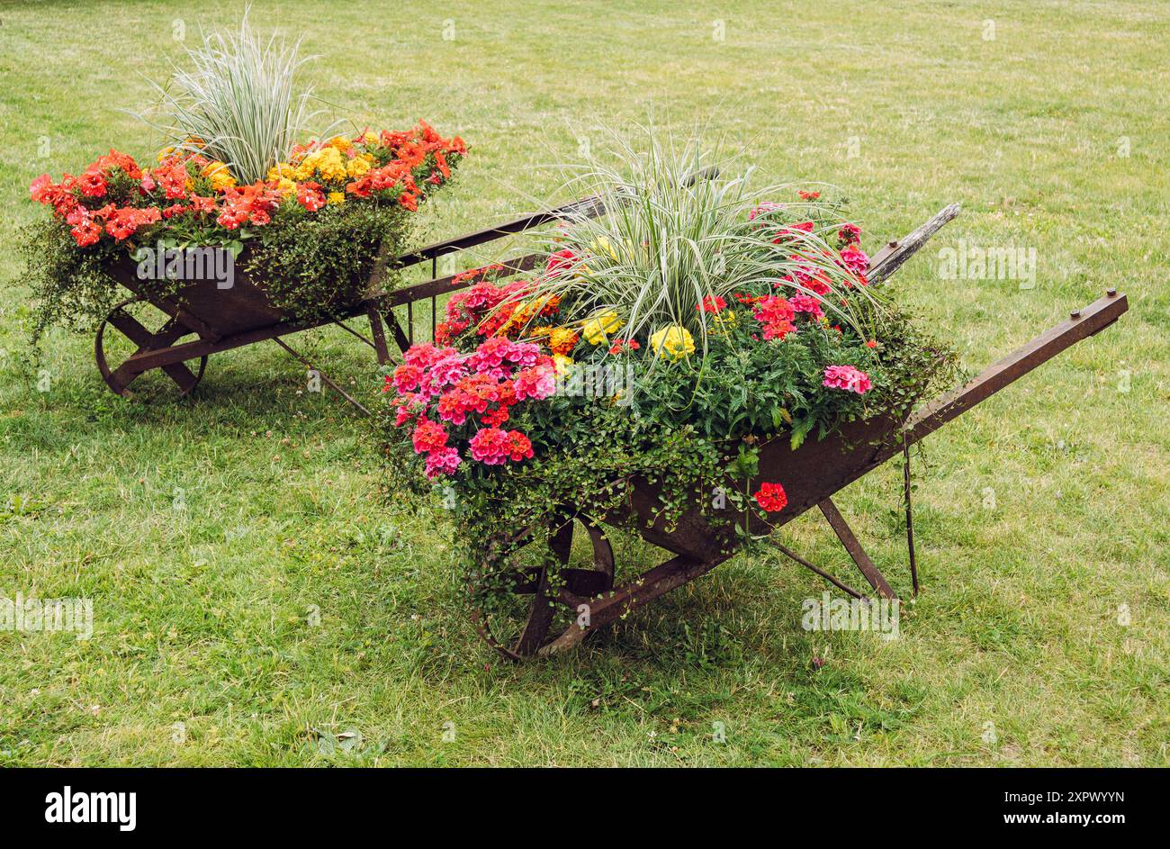 Vari fiori crescono all'interno di una vecchia carriola arrugginita retrò su un prato verde. Riutilizzo del vecchio strumento da giardinaggio come aiuola in estate. Foto Stock
