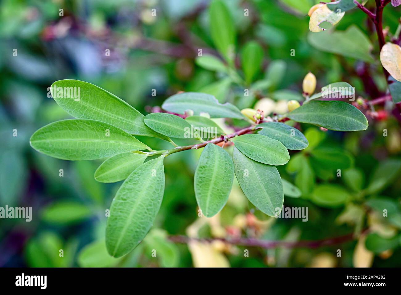 Coca (Erythroxylum coca), Erythroxylaceae. Pianta allucinogena, coltivata, arbusto sempreverde. Foto Stock