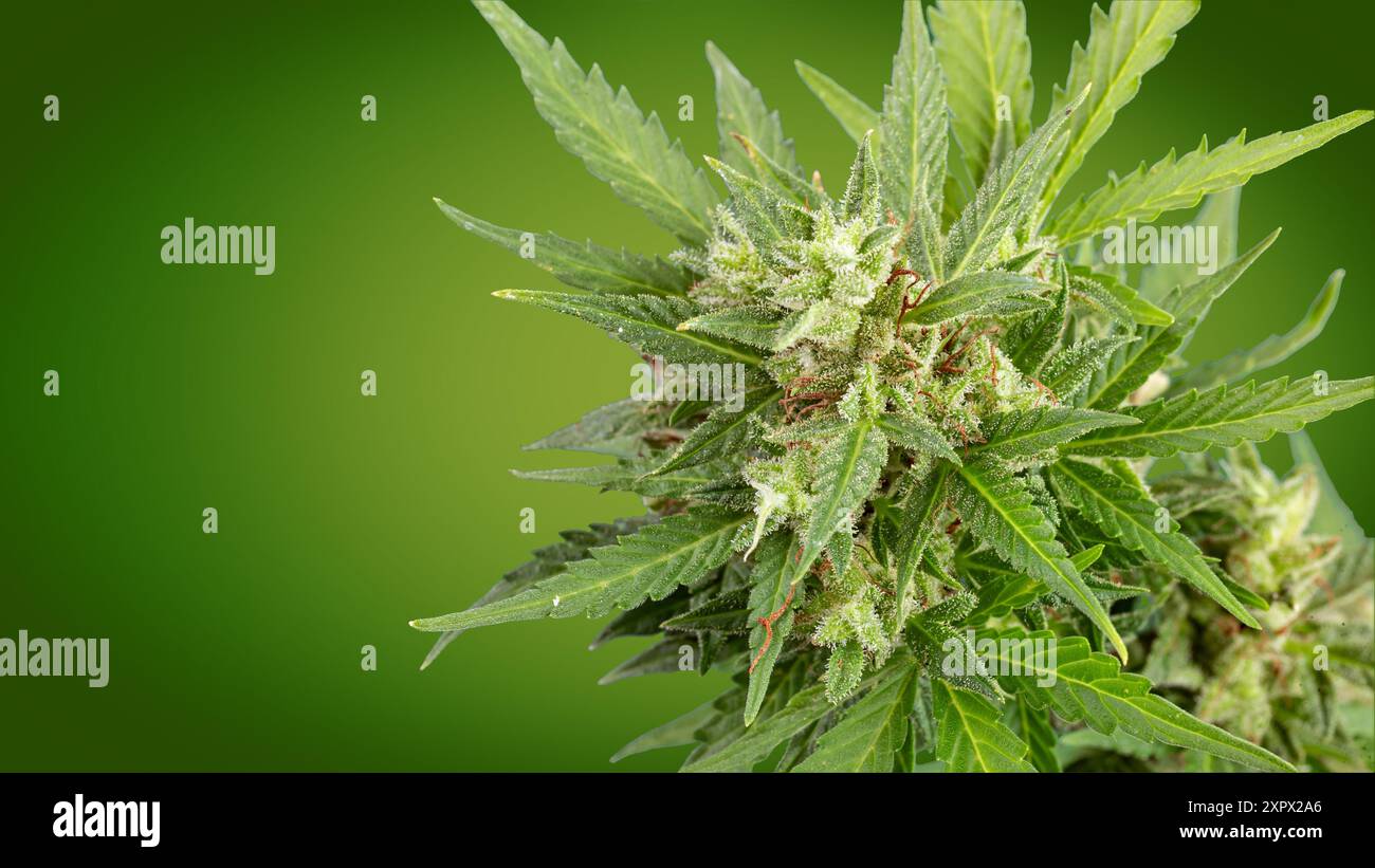primo piano di una pianta di cannabis in fiore matura su un ampio sfondo verde. marijuana buds cbd e medicina e scienza Foto Stock