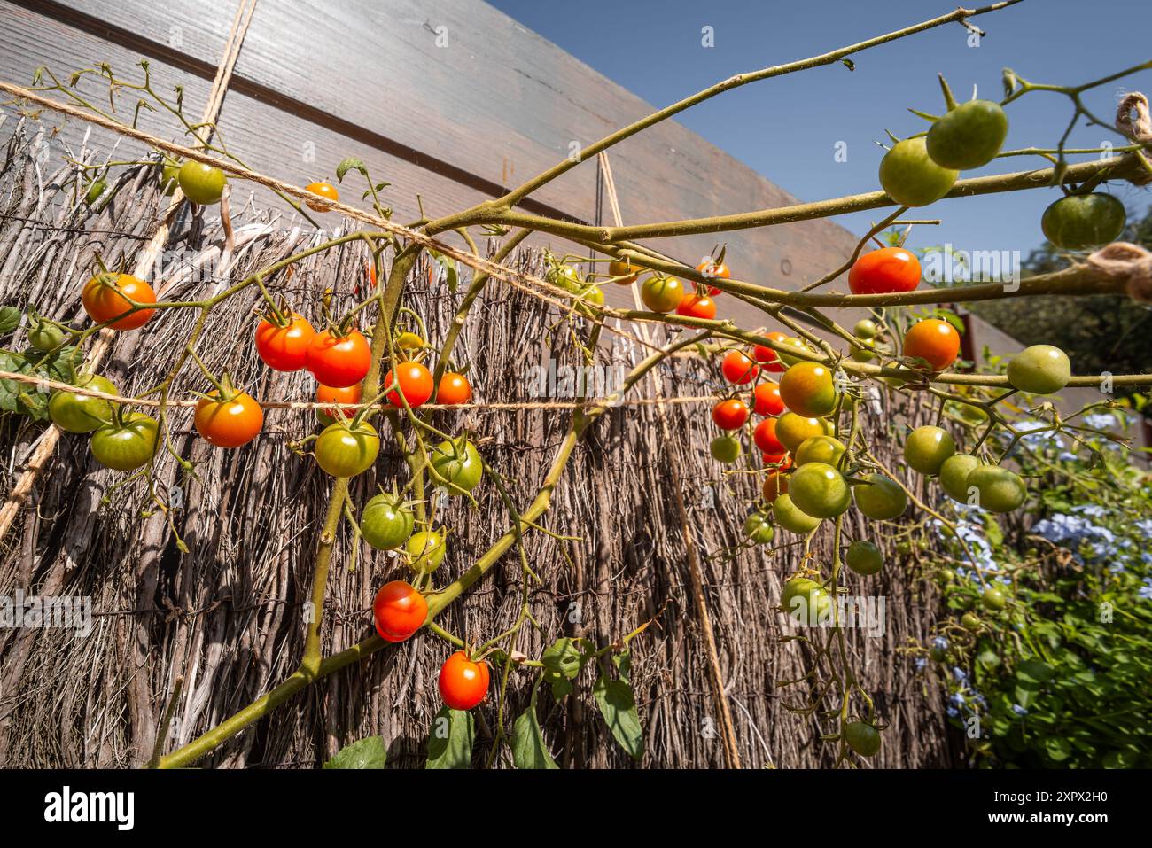 Primo piano di pomodori biologici coltivati in casa nel mio giardino nel sud della Francia Foto Stock