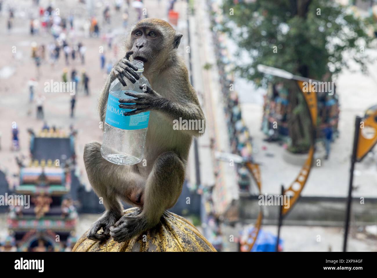 Rimanere idratati: Un Macaco dalla coda lunga disseta con una bottiglia d'acqua trovata, ignara dei turisti che si trovano sotto. Foto Stock