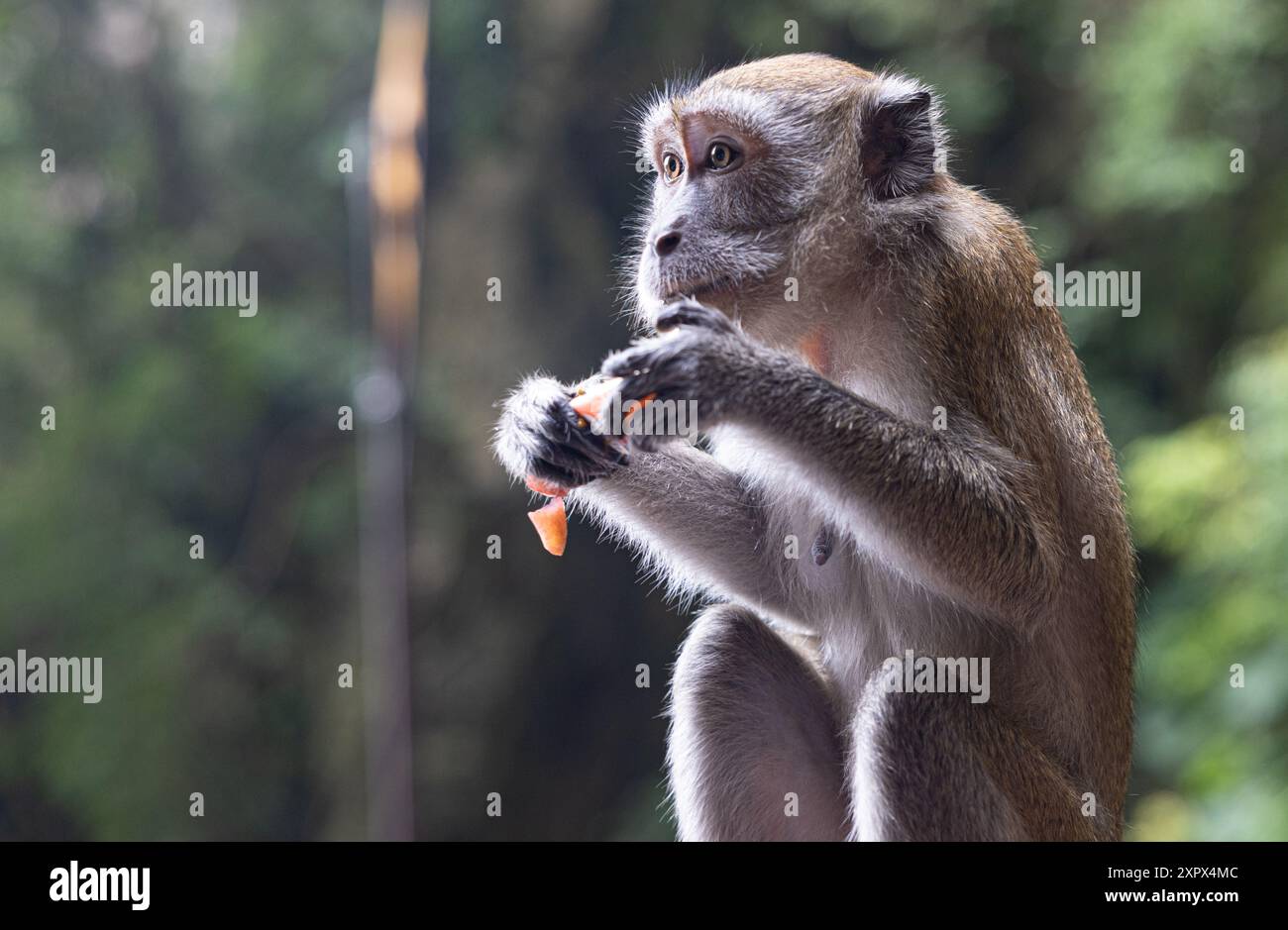 Perso nel momento, un Macaque ha uno spuntino! Foto Stock
