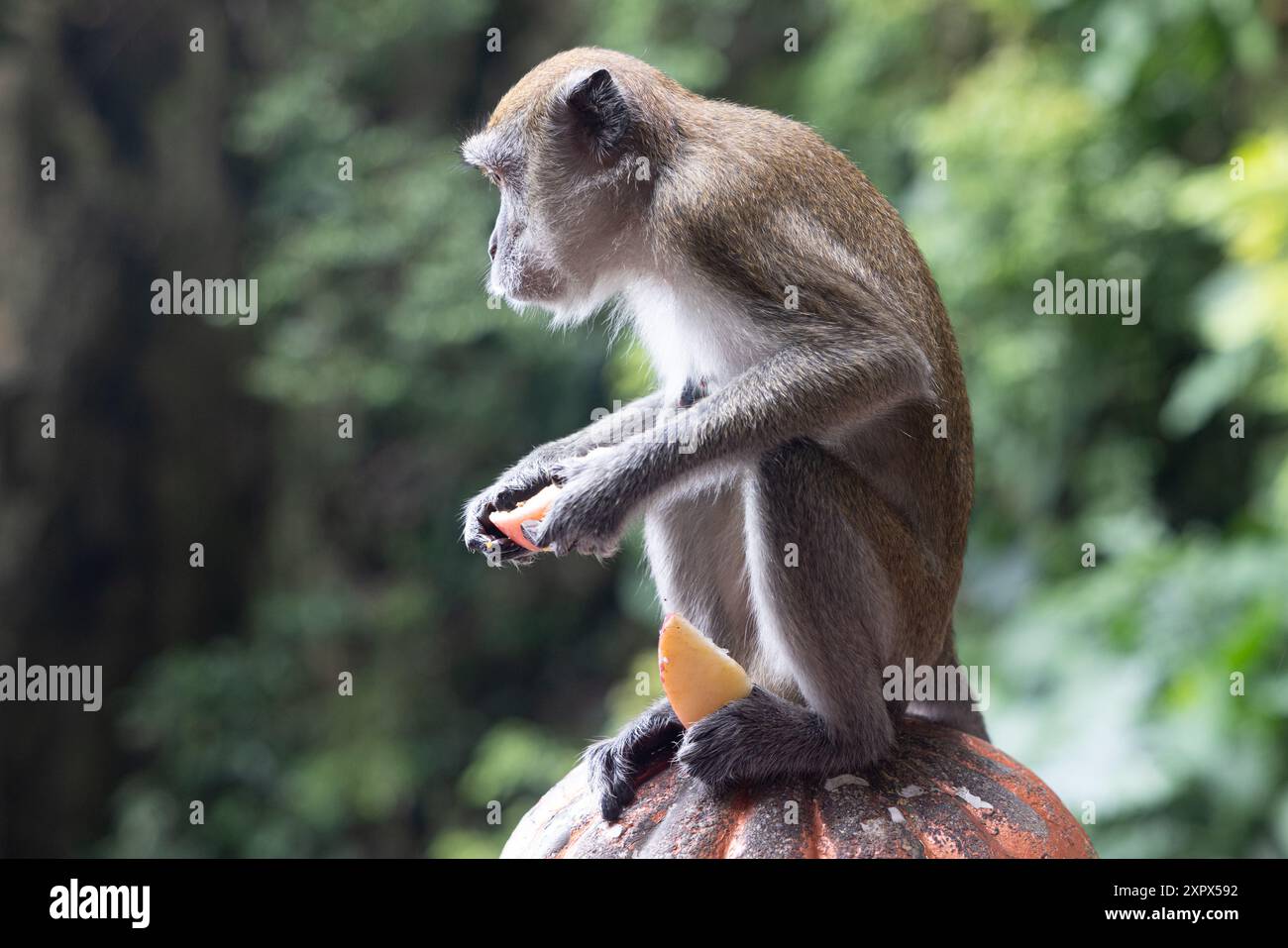 Momenti consapevoli: Un Macaque dalla coda lunga si ferma per uno spuntino, mostrando la serena bellezza della fauna selvatica nel suo habitat naturale Foto Stock