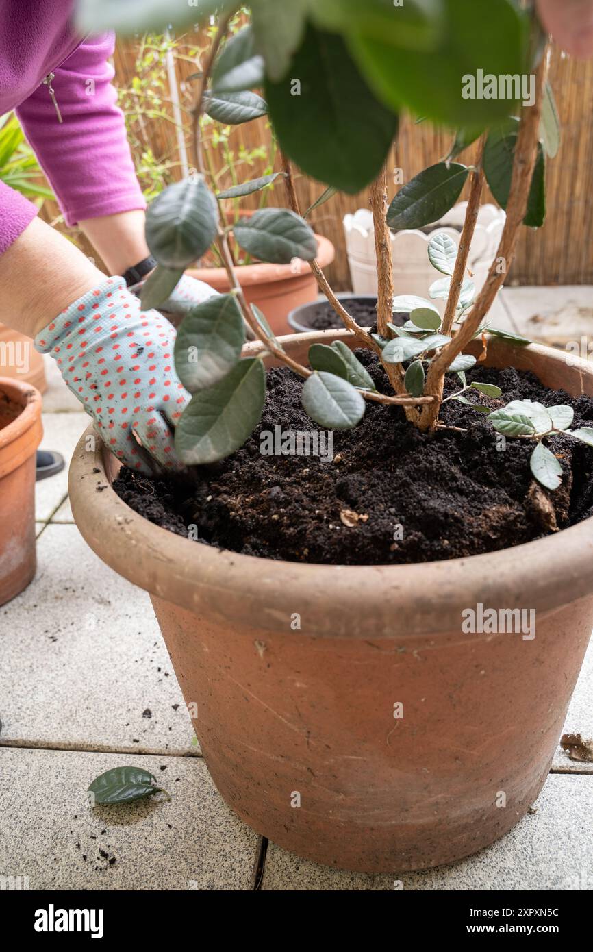 il nuovo terreno di inglobamento viene leggermente premuto con le mani Foto Stock