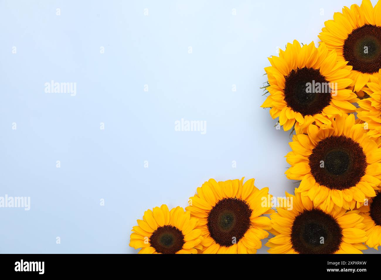 Teste di girasole su sfondo grigio chiaro, disposte in piano. Spazio per il testo Foto Stock
