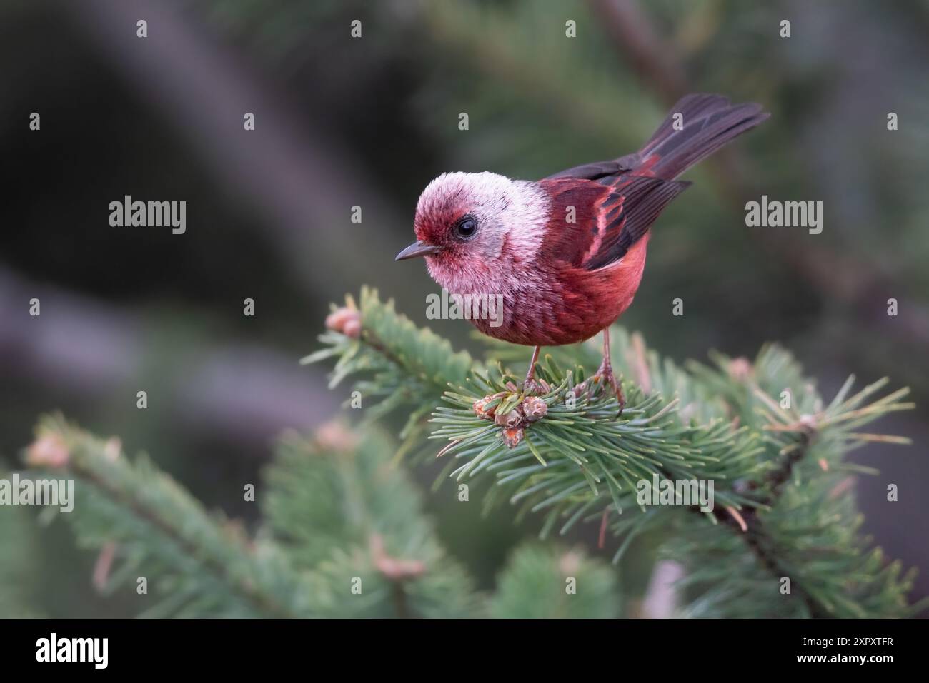 Parula dalla testa rosa (Cardellina versicolor, Ergaticus versicolor), arroccata su un ramo di una foresta pluviale, Guatemala Foto Stock