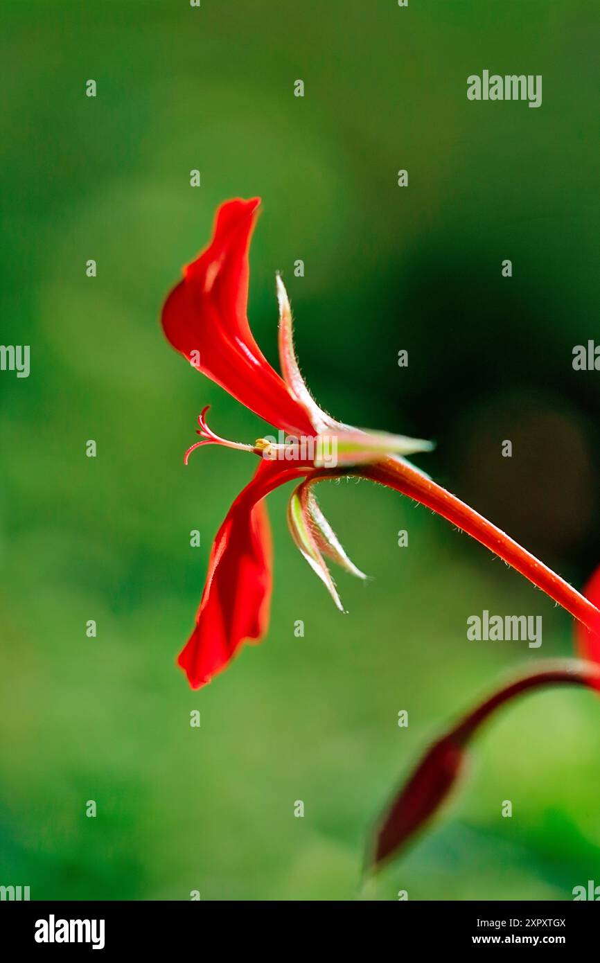 Geranio lievitato d'edera (Pelargonium peltatum "Ville de Paris", Pelargonium peltatum Ville de Paris), fiore della cultivar Ville de Paris Foto Stock