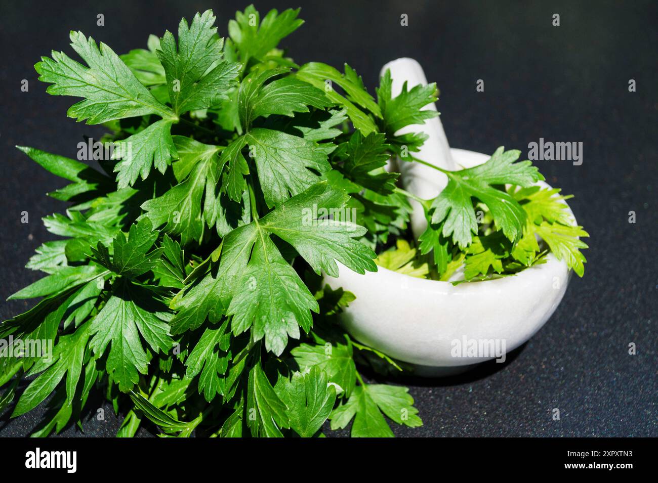 Prezzemolo a foglia piatta, prezzemolo arricciato, prezzemolo (Petroselinum crispum), foglie con Malta Foto Stock