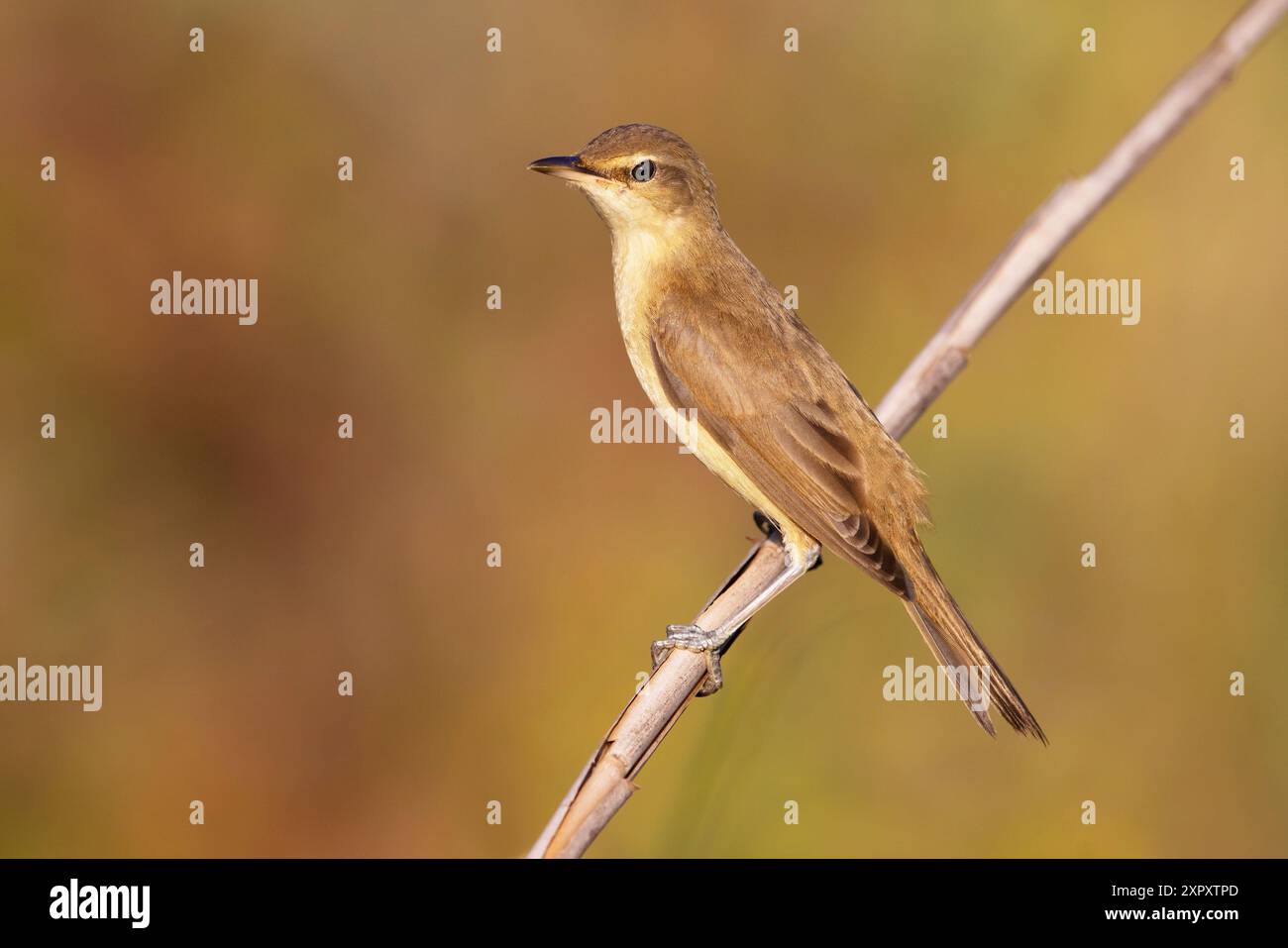 Grande parula di canne (Acrocephalus arundinaceus), arroccata su un fusto vegetale, vista laterale, Italia, Toscana, Lago di Massaciuccoli e bonifica, Vecchiano Foto Stock